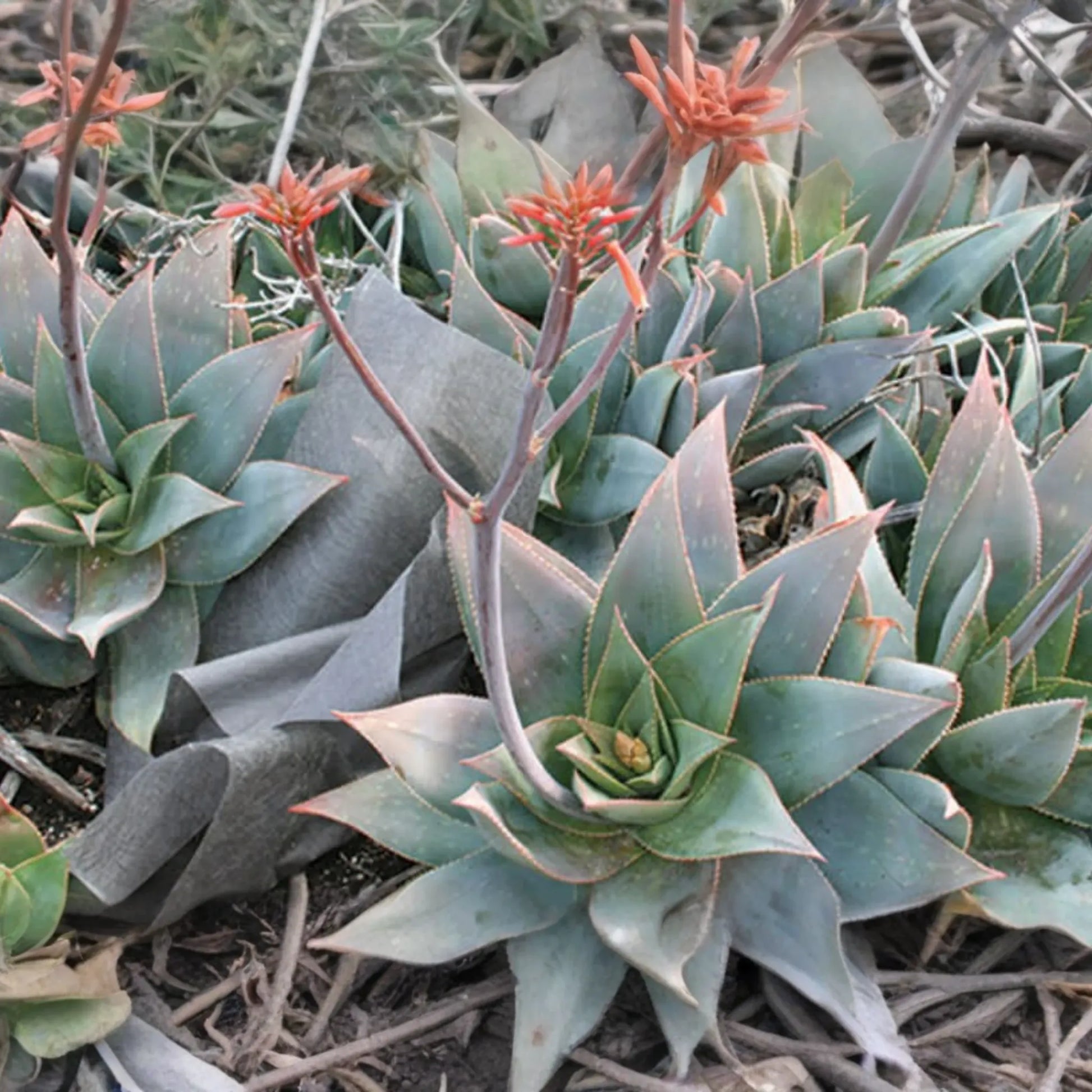 Aloe Striata Seeds - 15 Pack - Unique Succulent Plant Seeds - Home Gardening - Aloe Striata