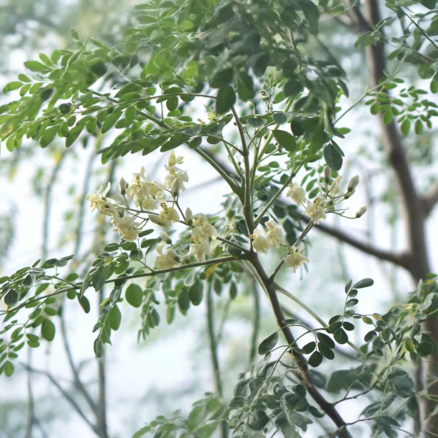 Moringa Tree Seeds - 10 Seeds - Drumstick Tree, Tree of Life (Moringa Oleifera) - Nutrient-Rich Superfood Seeds