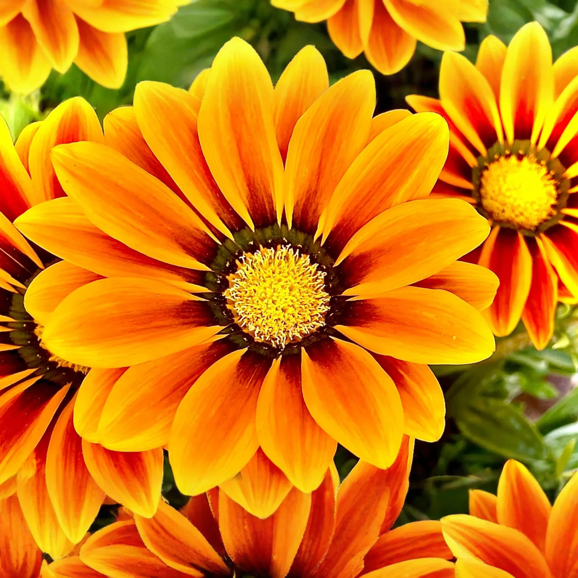 Gazania Seeds, 25 Seeds, Kiss Orange Flame, Gazania rigens, Annual Flowering Plant, Orange and Red Striped Blooms