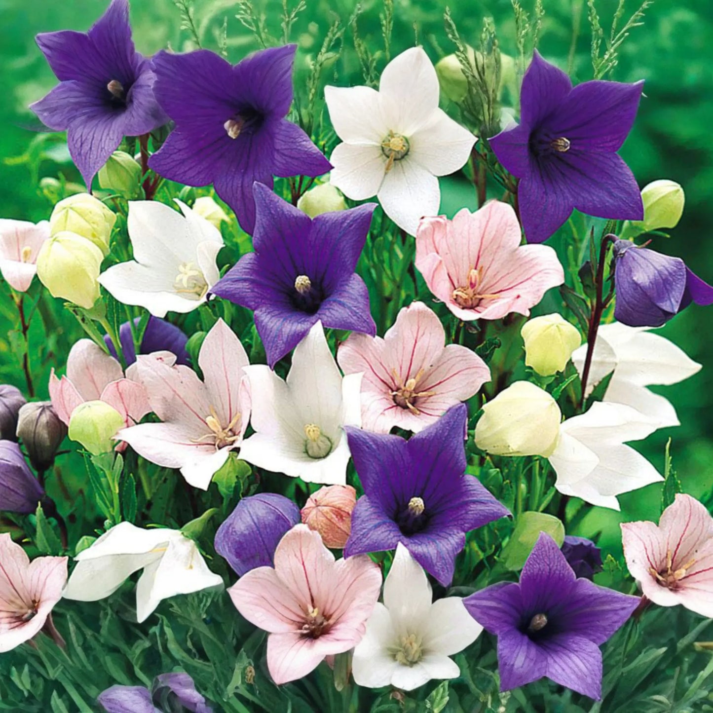 Platycodon Double Balloon Flower Seeds, 40 PCS Mixed Colors, Garden Perennial (Platycodon grandiflorus)