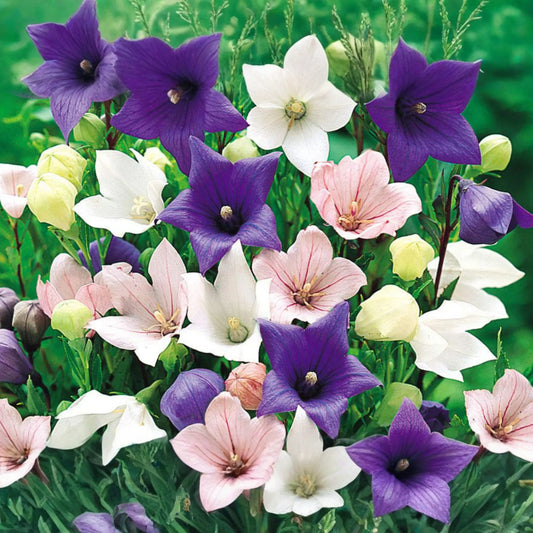 Platycodon Double Balloon Flower Seeds, 40 PCS Mixed Colors, Garden Perennial (Platycodon grandiflorus)