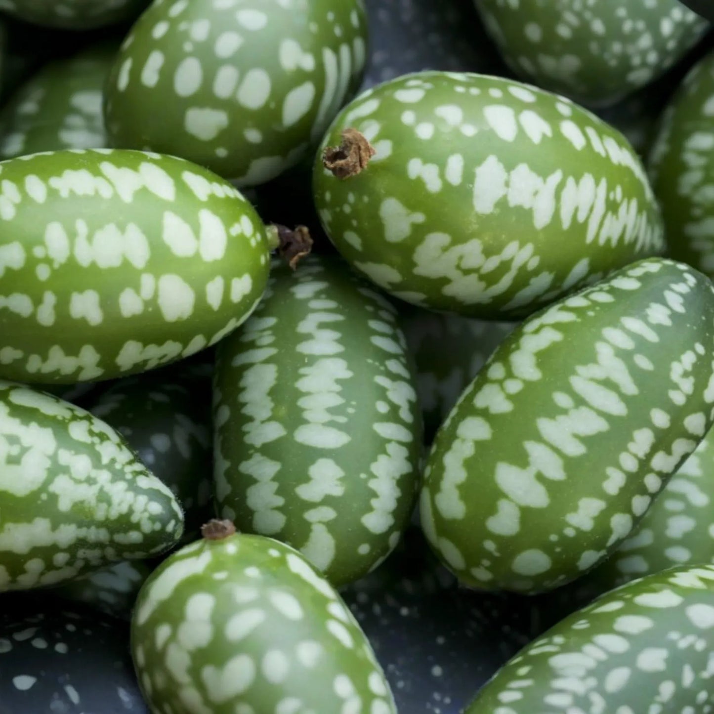 Mexican Sour Gherkin Cucumber Seeds, 25 Count, Melothria scabra, Trellis-Friendly, Pickled Flavor, Tiny Watermelon Fruit