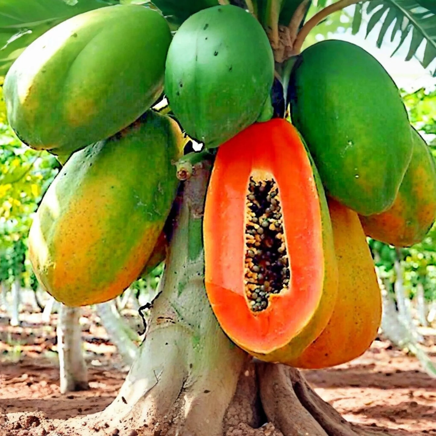 30 PCS Papaya Seeds E19, Dwarf Hovey Carica L., Rare Fruit Tree Seeds for Bonsai, Outdoor Gardening, Subtropical Climate