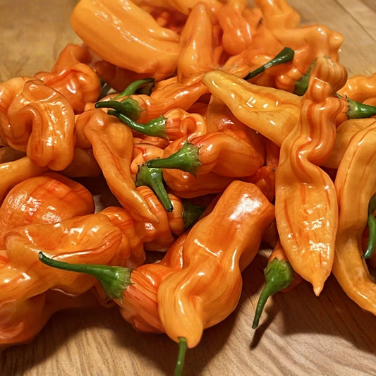 3 Sugar Rush Peach Pepper Starter Plants - Sweet & Spicy - High Yield for Hot Sauce, Snacking, Garden Growing