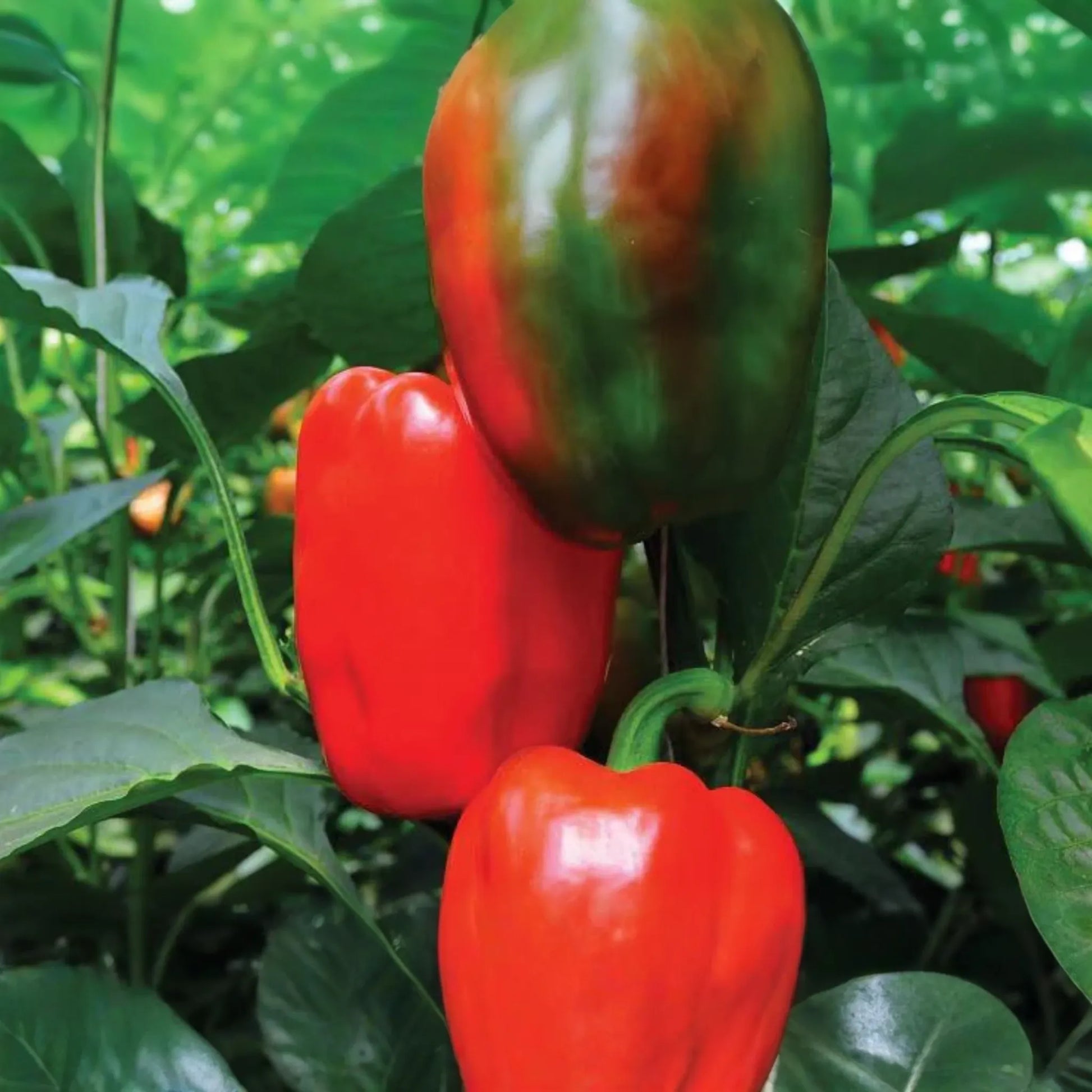 3 California Wonder Bell Pepper Starter Plants - Sweet & Crisp - High Yield for Gardens, Container, Cooking