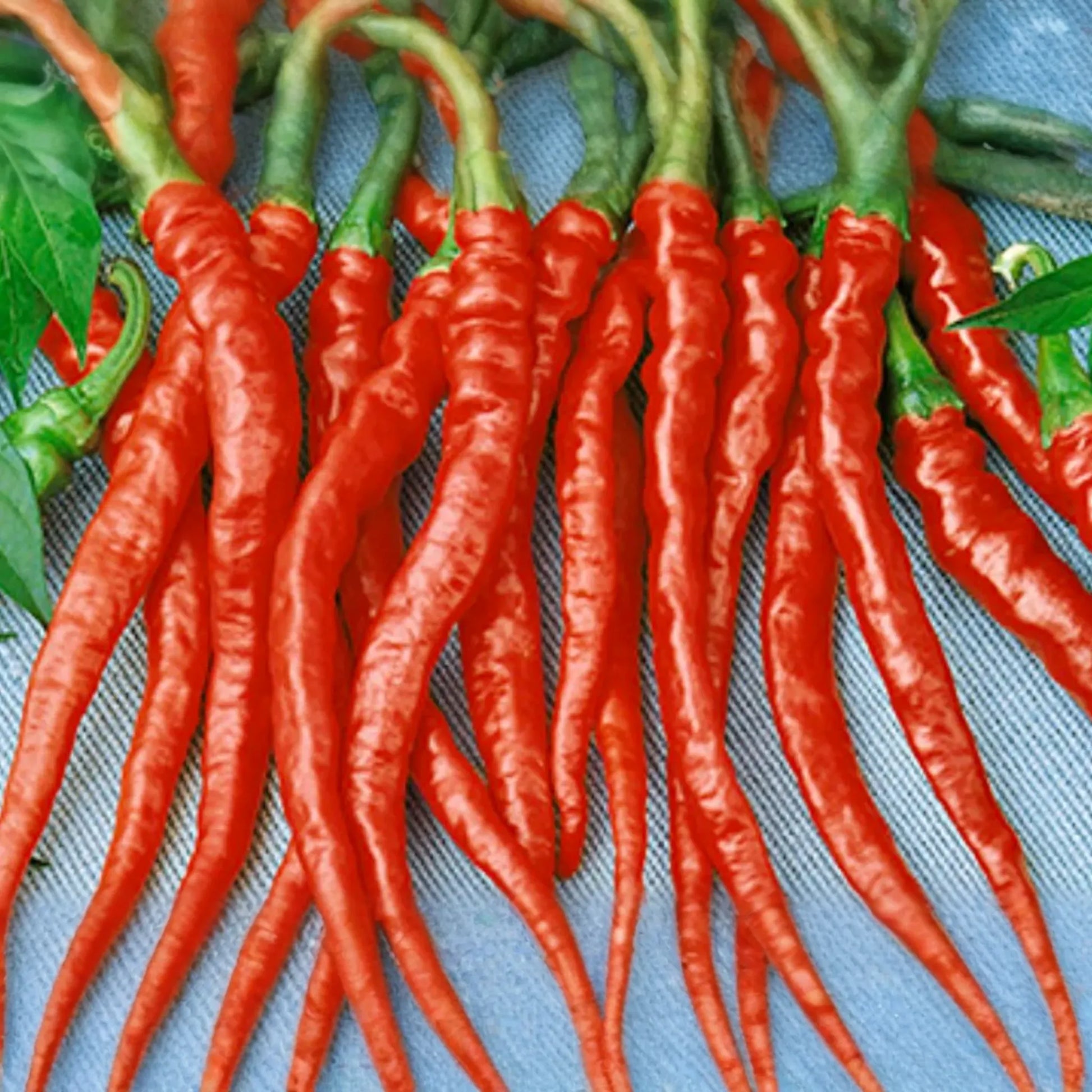 3 Red Dragon Cayenne Pepper Starter Plants - Spicy & High Yield Chili - Great for Hot Sauce, Drying, Cooking