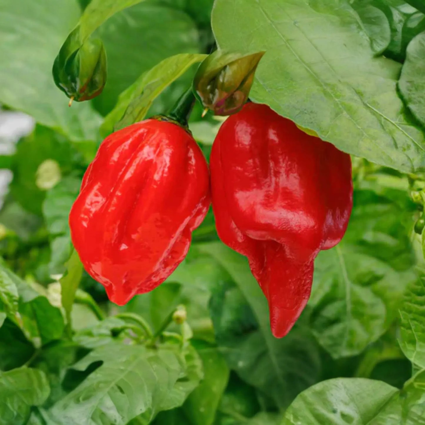 3 Starter Plants 7 Pot Red Pepper - Super Hot Chili - Extreme Heat for Spicy Recipes, Gardens & Container Growing