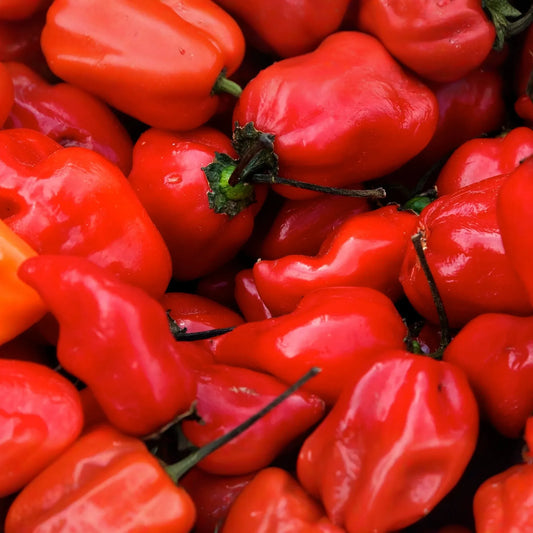 3 Caribbean Red Habanero Starter Plants - Super Hot Pepper - High Yield Chili for Spicy Recipes, Gardens & Container Growing