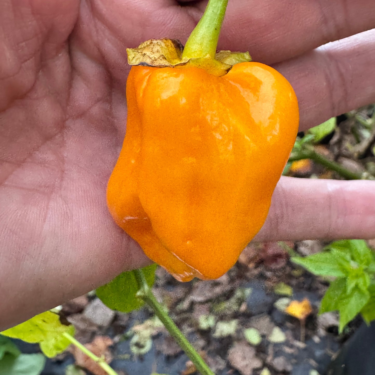 Lucifer’s Lemons  - Seeds