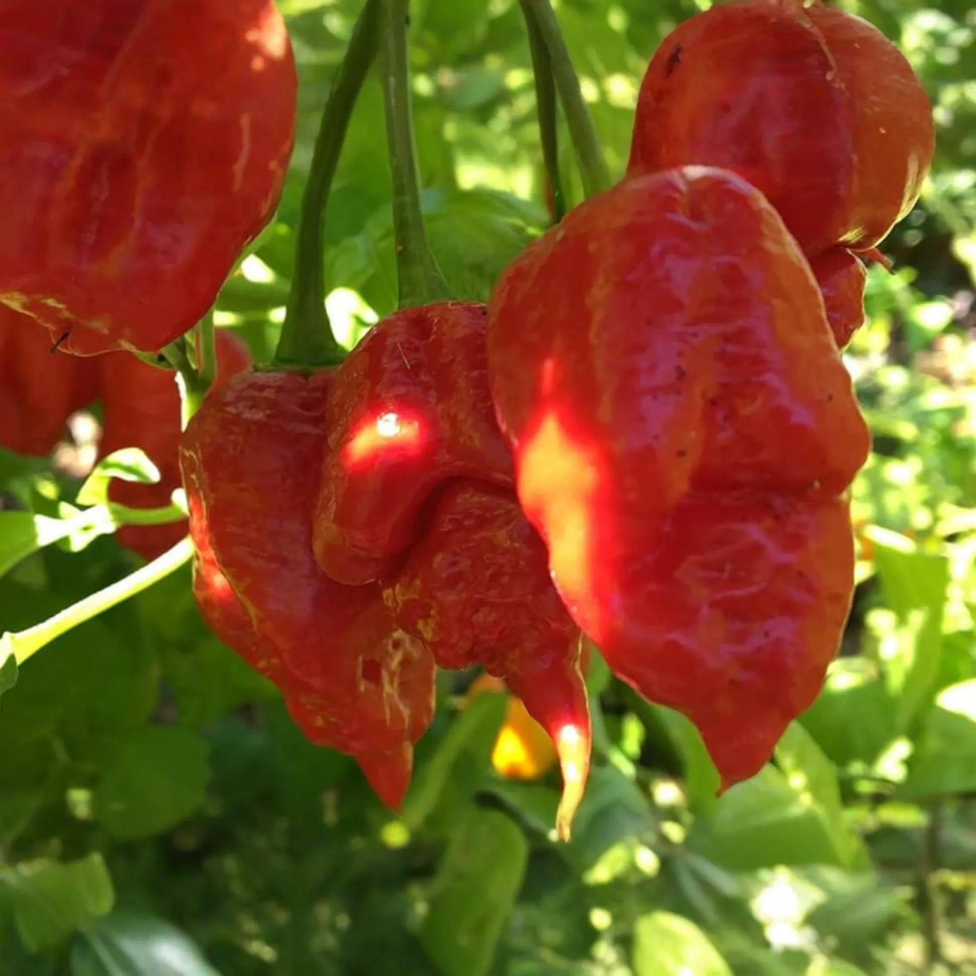 3 Apocalypse Red Scorpion Pepper Starter Plants - Super Hot Chili - Extreme Heat for Spicy Recipes, Gardens & Container Growing