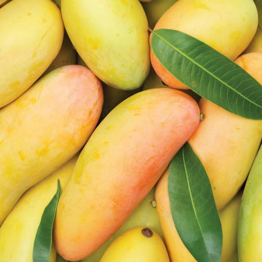 Grafted Mango Mahachanok Starter Plant Seedling - 3'-4' Tall Live Fruit Tree - Sweet, Tangy, Fiber-Free Mango for Garden or Patio