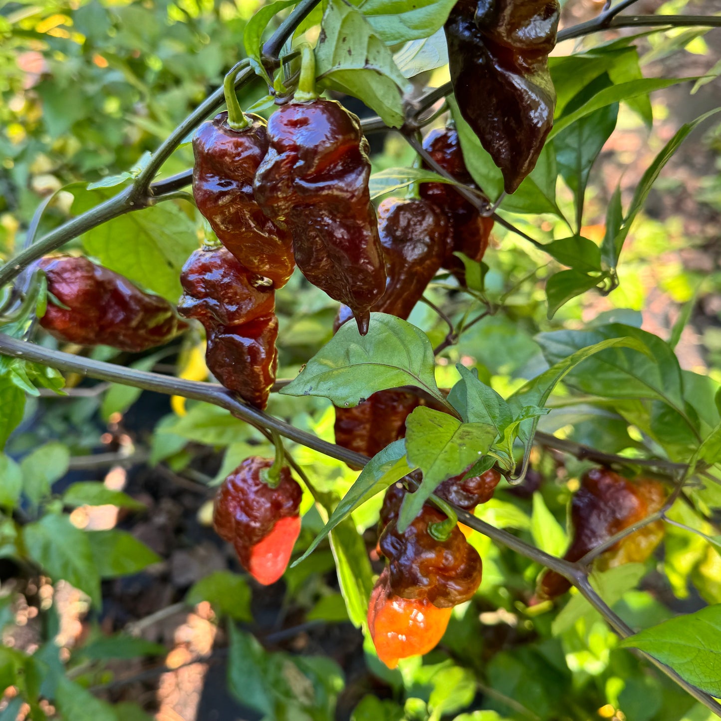 Malibu Chocolate  - Seeds