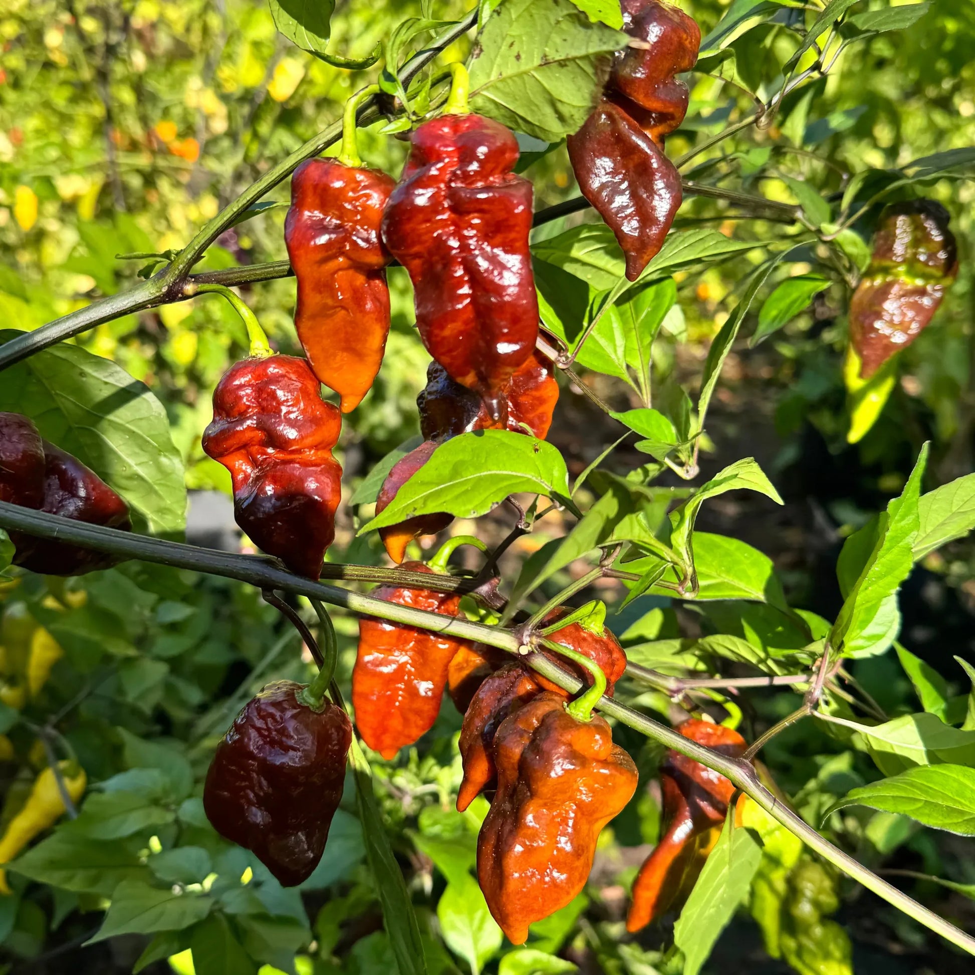 Malibu Chocolate  - Seeds