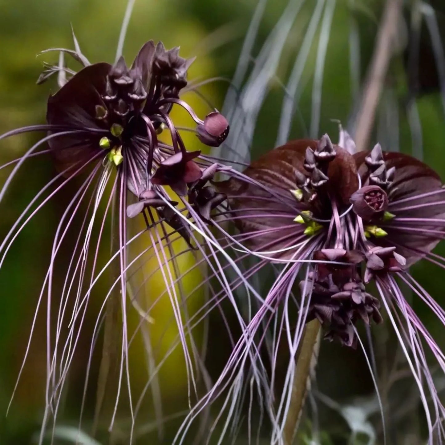 5 Black Bat Orchid Seeds (Tacca chantrieri) - Rare Tropical Houseplant, Unique Bat-Shaped Blooms, USDA Zones 10-11, Indoor or Outdoor