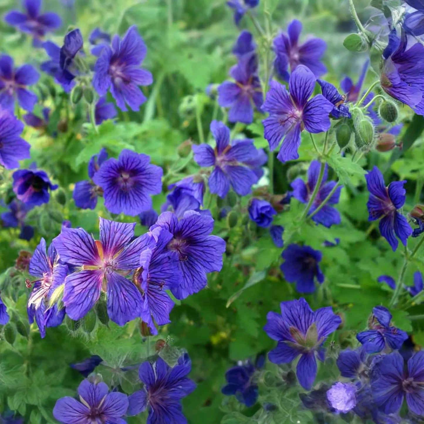 Ivy Geranium - 8 Cuttings (4 Vibrant Colors) for Rooting | Labeled with Rooting Powder & Instructions | USA Grown