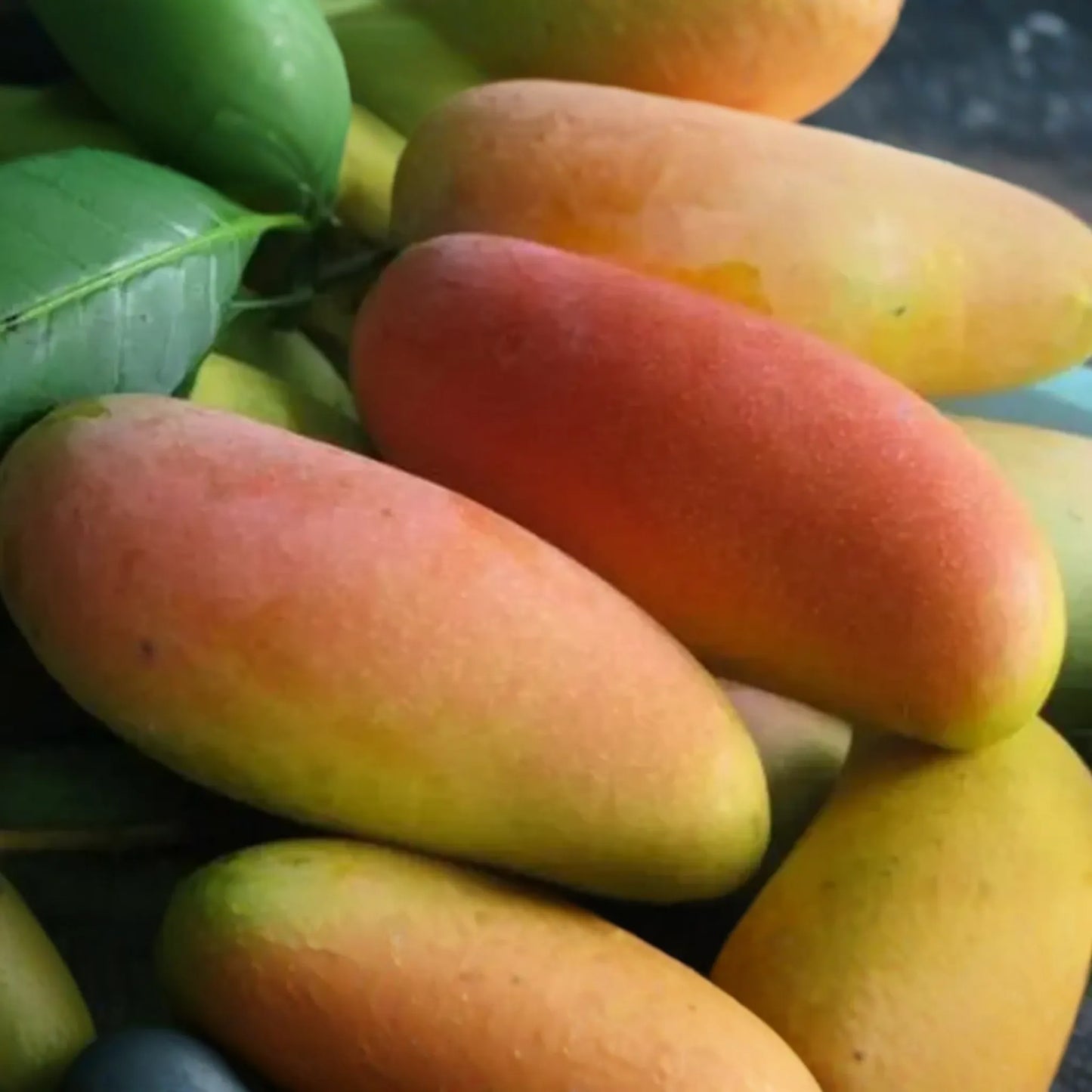 Mango Mahachanok Starter Plant Seedling - 12’-24’ Tall Live Fruit Tree - Sweet, Tangy, Fiber-Free Mangoes for Garden or Landscape