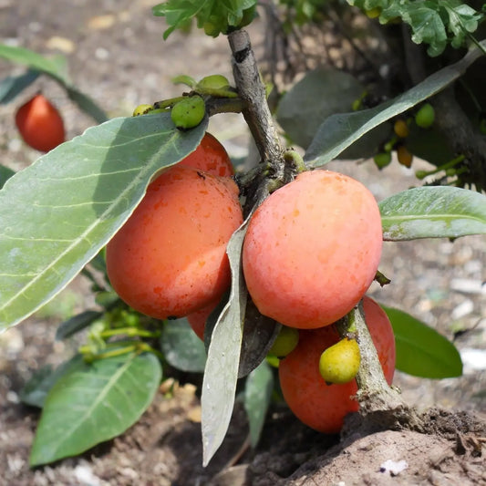 Yellow Mangosteen Starter Plant Seedling - Garcinia xanthochymus Live Fruit Tree 12’-24’ Tall - Sweet & Tangy Tropical Fruit for Garden