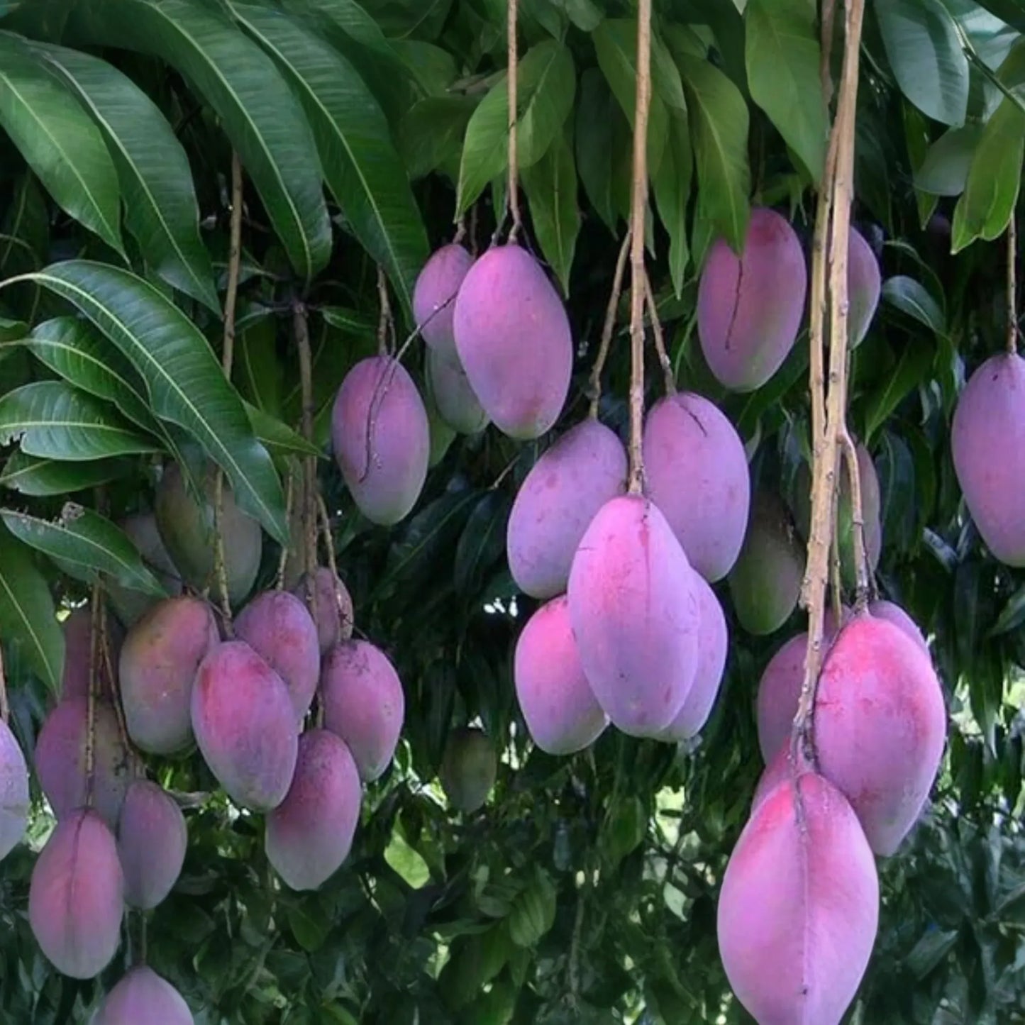 Palmer Mango Seedling - Mangifera Indica, 1-2 ft Tall - Tropical Sweet Fruit Live Starter Plant, Grown from Seed, Ideal for Warm Climates