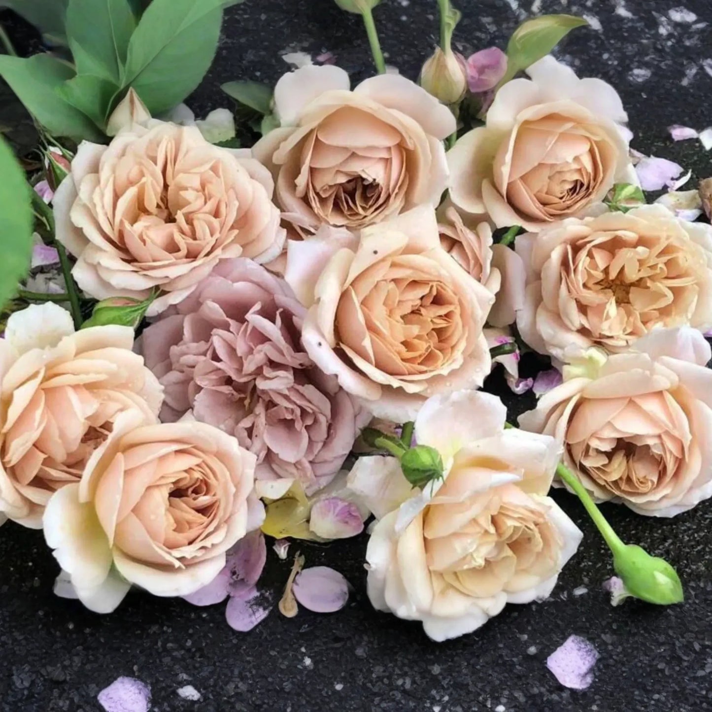 Super Rare Tantau Highgarden Rose | 3 Unrooted Cuttings | Root or Graft | Fragrant Heirloom Rose | Live Plant for Garden