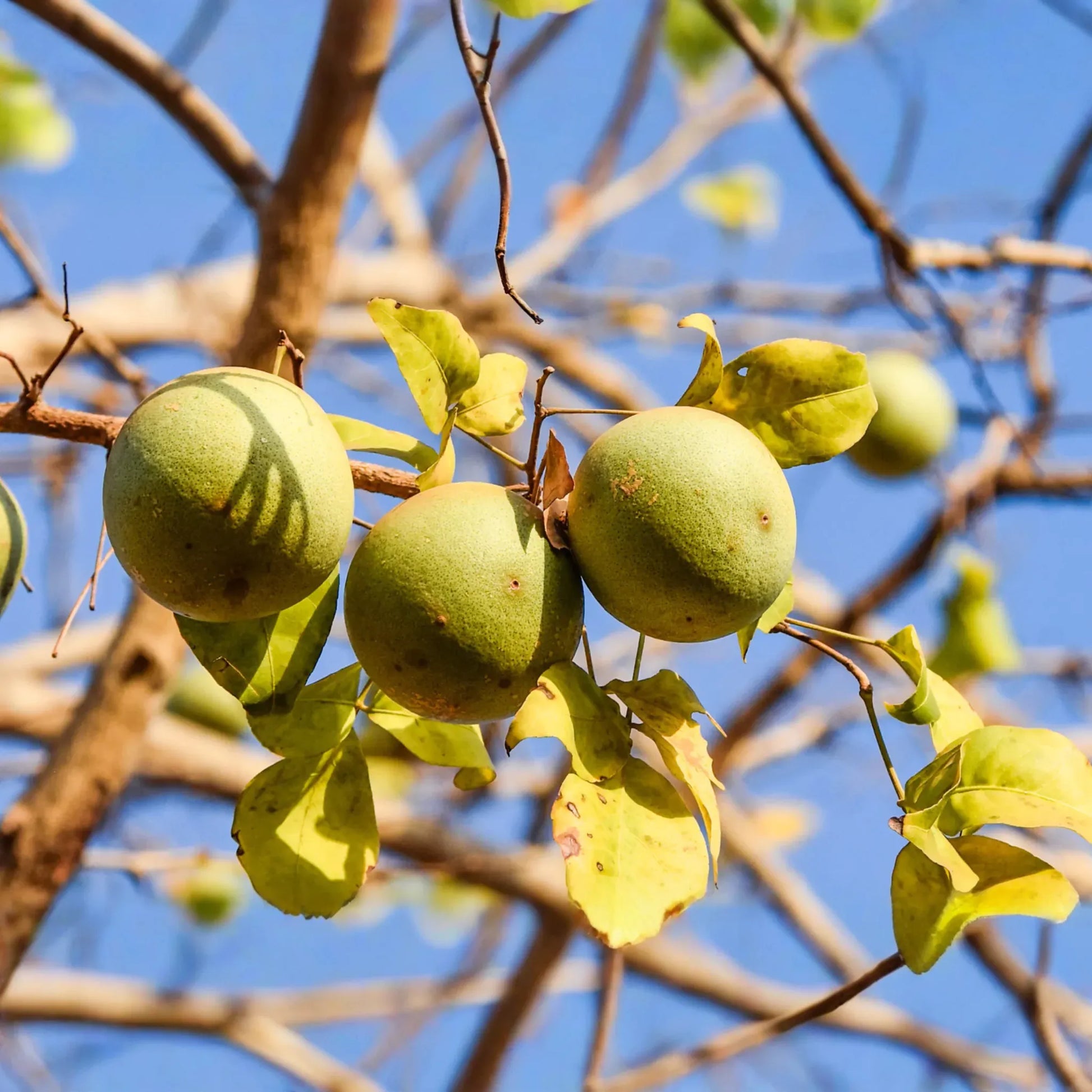 10 Bael Fruit Tree (Aegle marmelos) Seeds - Bengal Quince, Sacred Stone Apple, Rare!