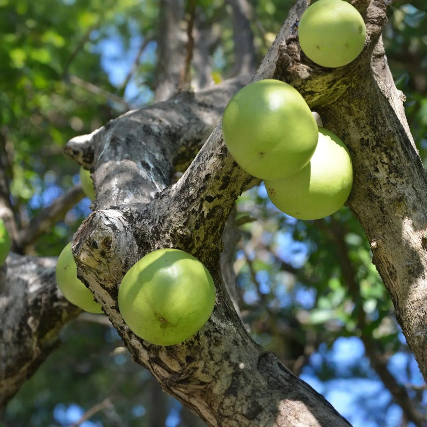 Totumo Crescentia Cujete (Calabash Tree) Tropical Live Tree 8"-12" - Grow Your Own Gourd Tree for Art, Crafts & Shade!