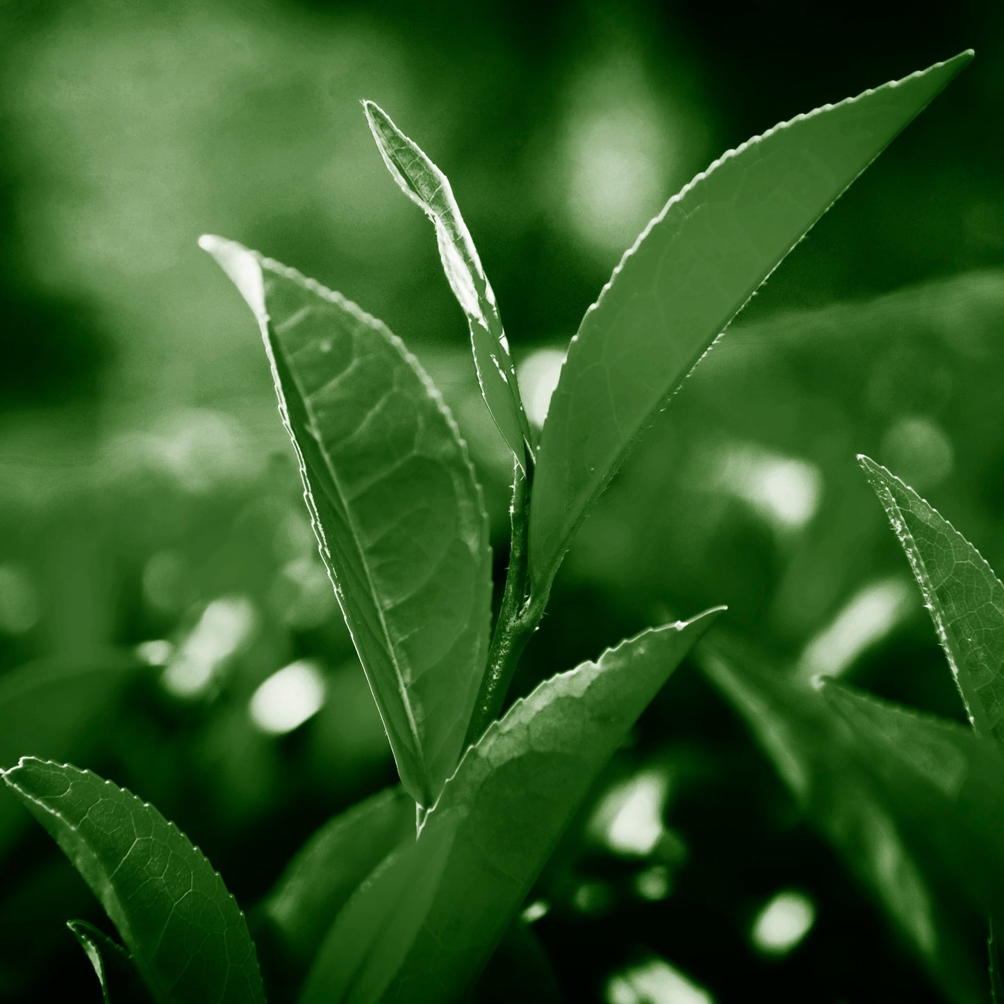 Catechin (+)-