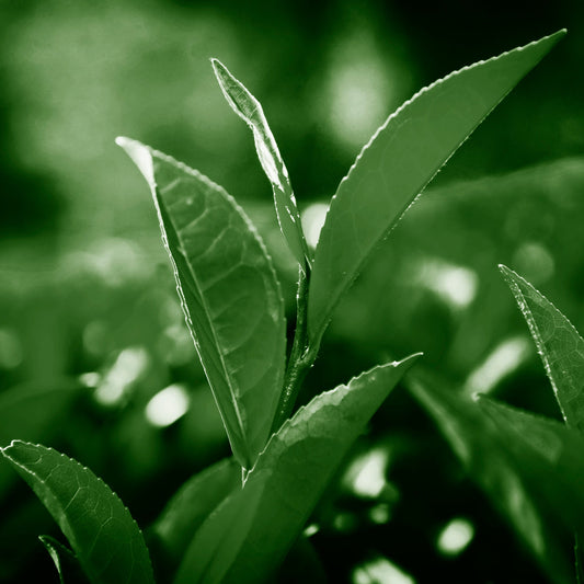 Catechin (+)-