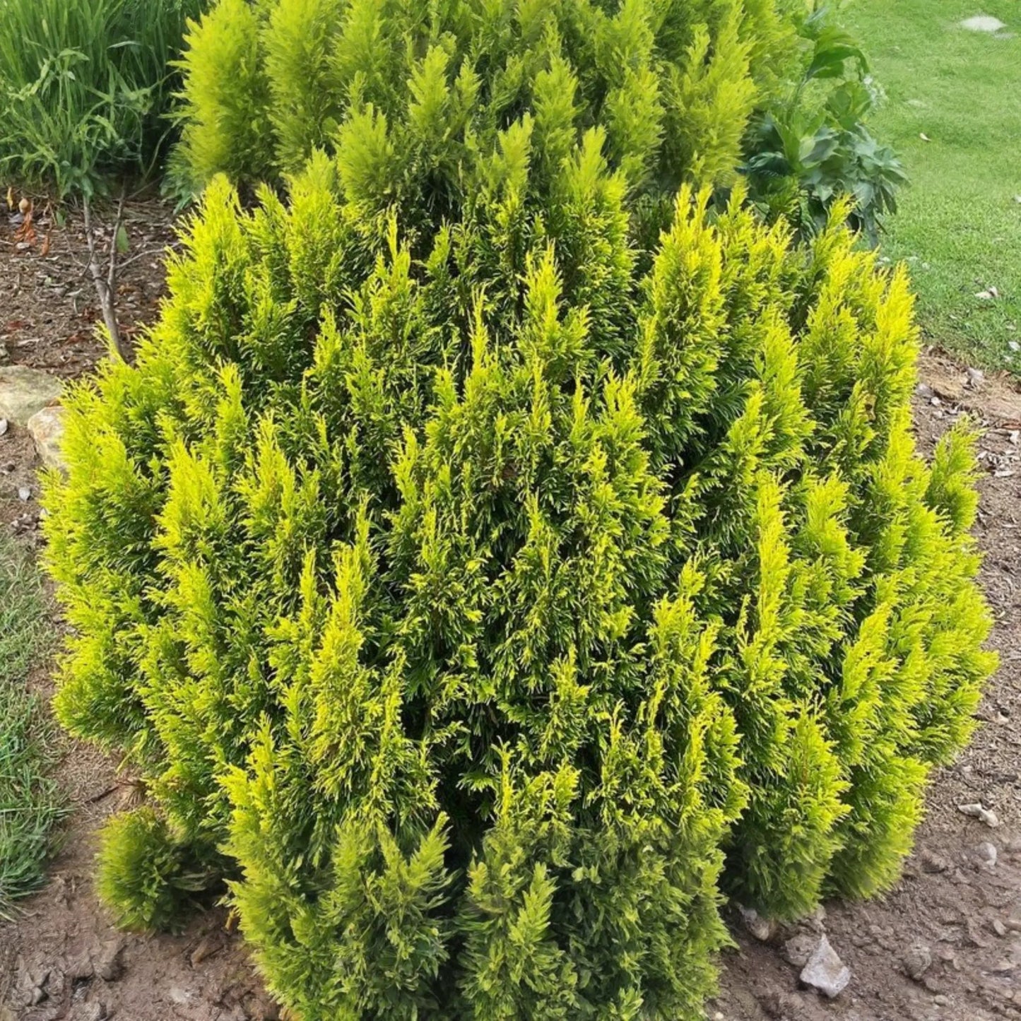 Golden Thuja Arborvitae Tree | 8-14" Live Evergreen Shrub Seedling in Quart Pot | Privacy Hedge for Zones 4-7