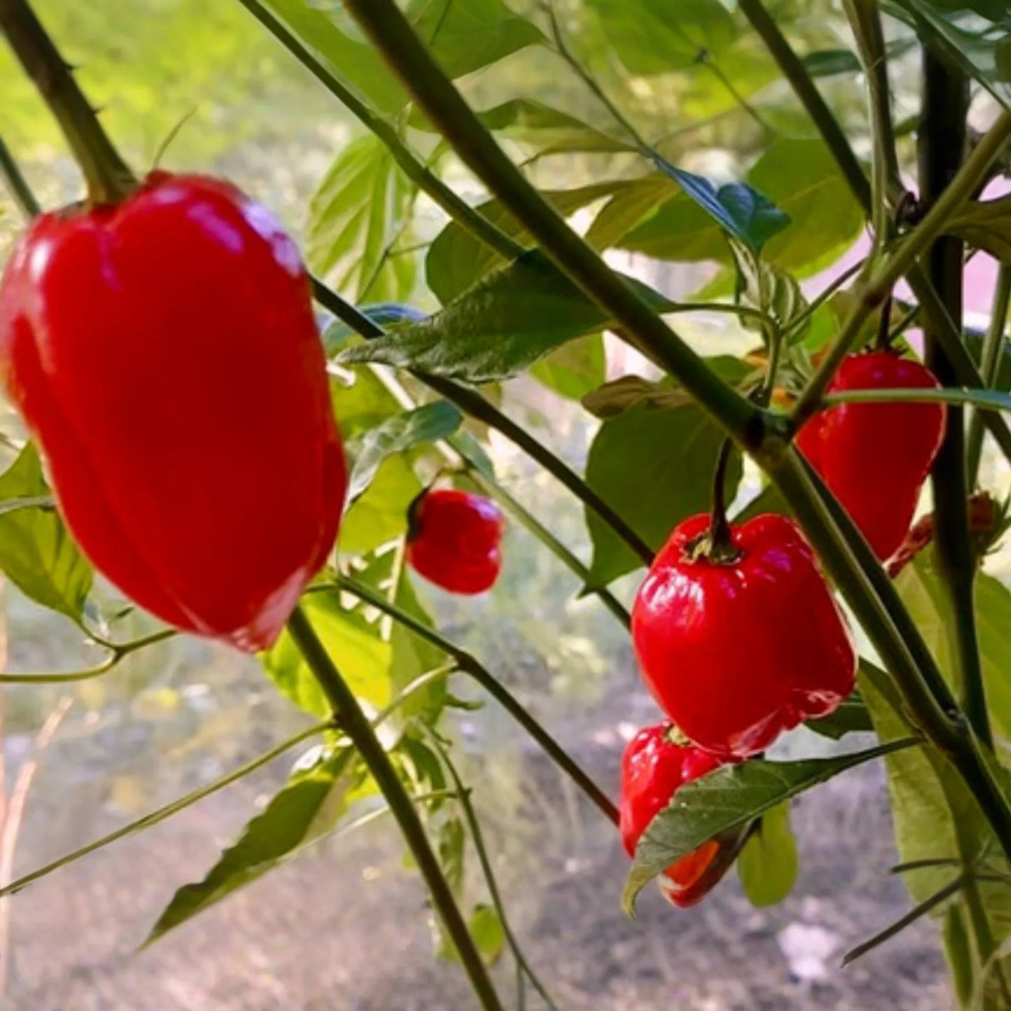 250mg Seeds Habanero Caribbean Red Hot Pepper | Heirloom Pepper for Planting | Extra Spicy | Compact Plant | Perfect for Salsas & Sauces