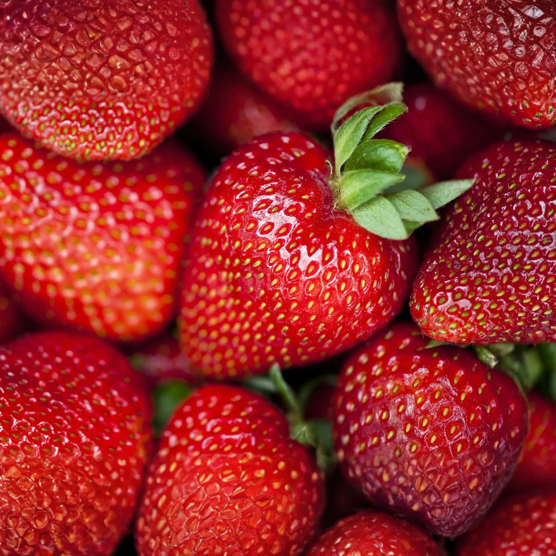 Albion Strawberry Plants - 10 Bare-Root Day-Neutral Plants, Large Sweet Berries