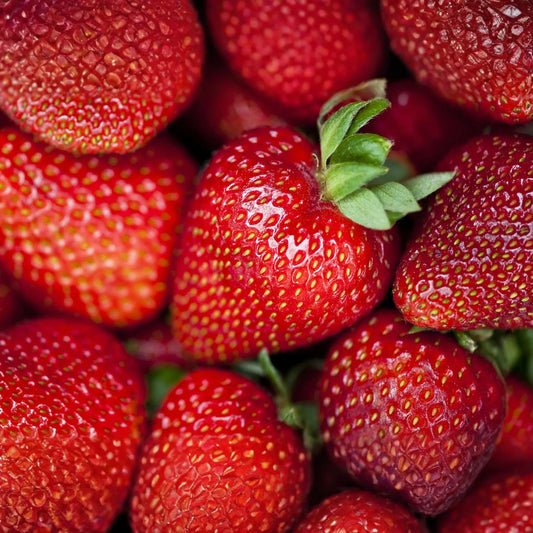 Albion Strawberry Plants - 10 Bare-Root Day-Neutral Plants, Large Sweet Berries