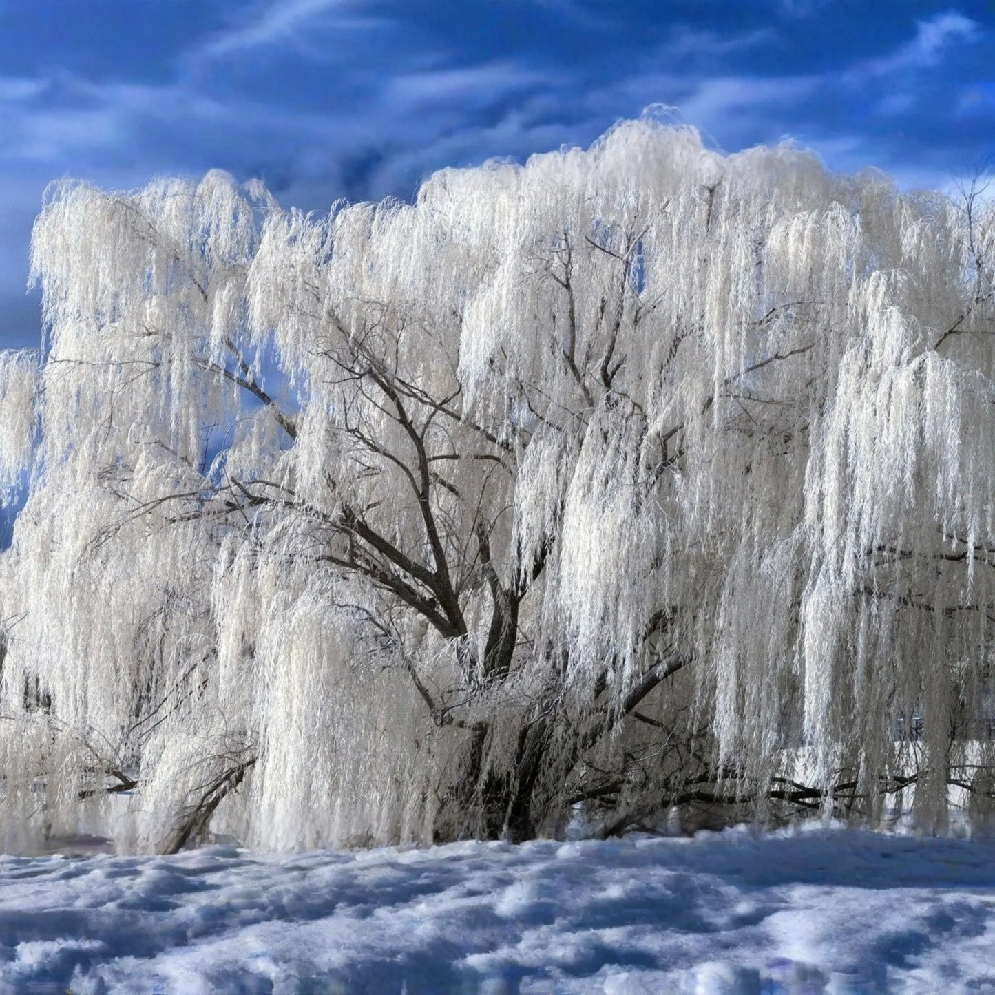 White Willow Tree Cutting | Silver Leaves Shimmer in Sunlight | Fast-Growing, Hardy Zones 3-10