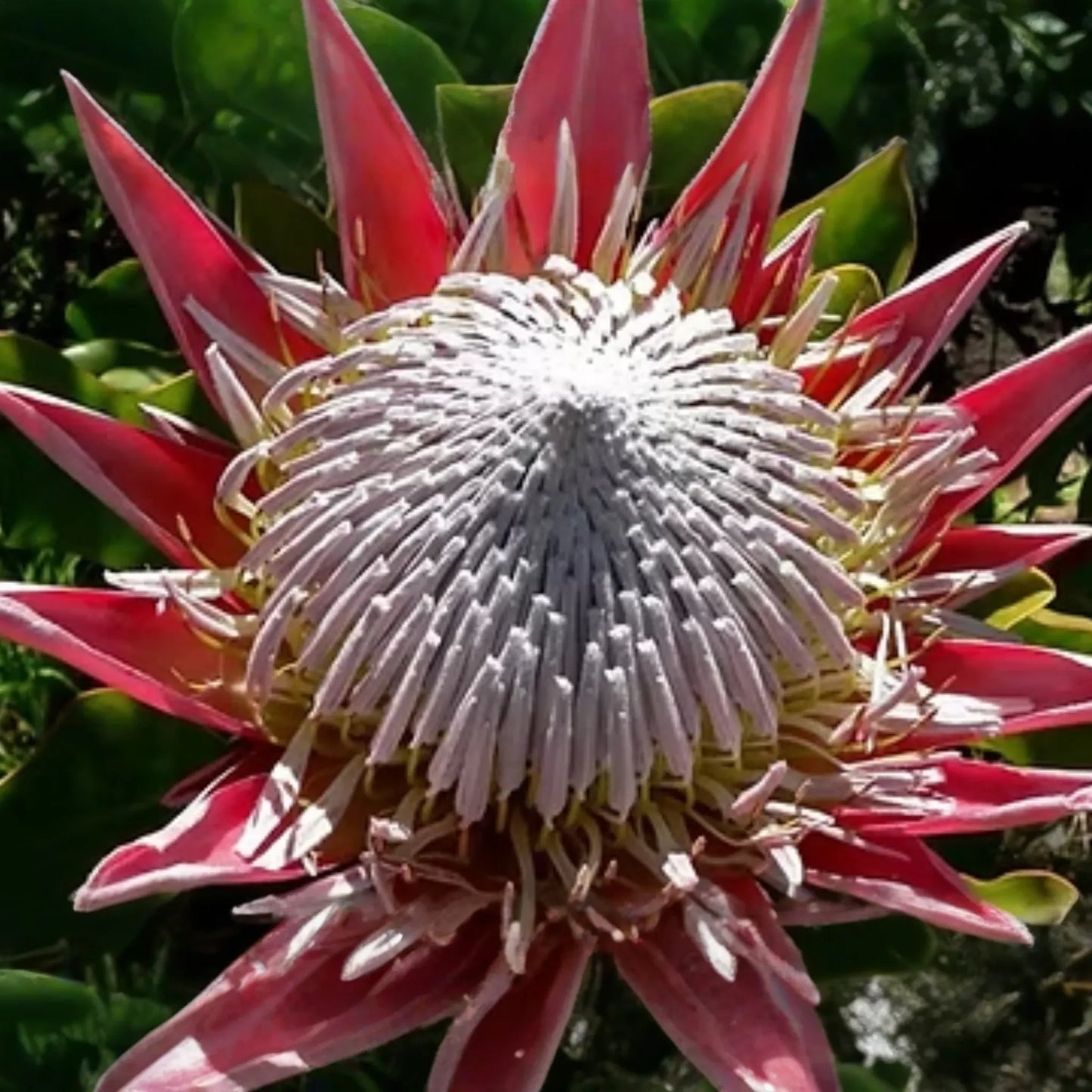 5 King Protea Cynaroides Seeds - Giant 12" Flowers, Rare Exotic Garden Plant