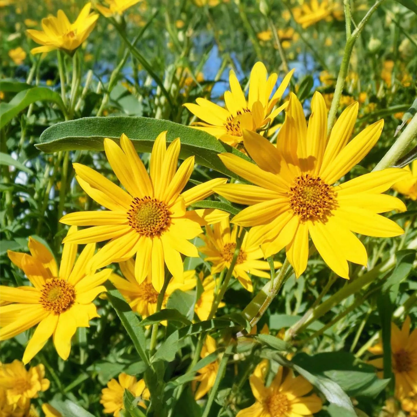 1,000 Maximilian Sunflower Seeds - Non-GMO, , Perennial, Yellow Blooms