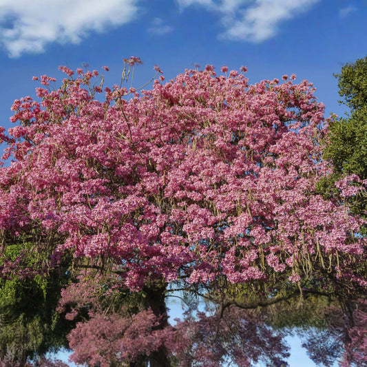 Pink Trumpet Tree Live Tabebuia Heterophylla 8’-12’ | Vibrant Flowering Ornamental Tree | Tropical Shade Tree Starter | Fast Growing