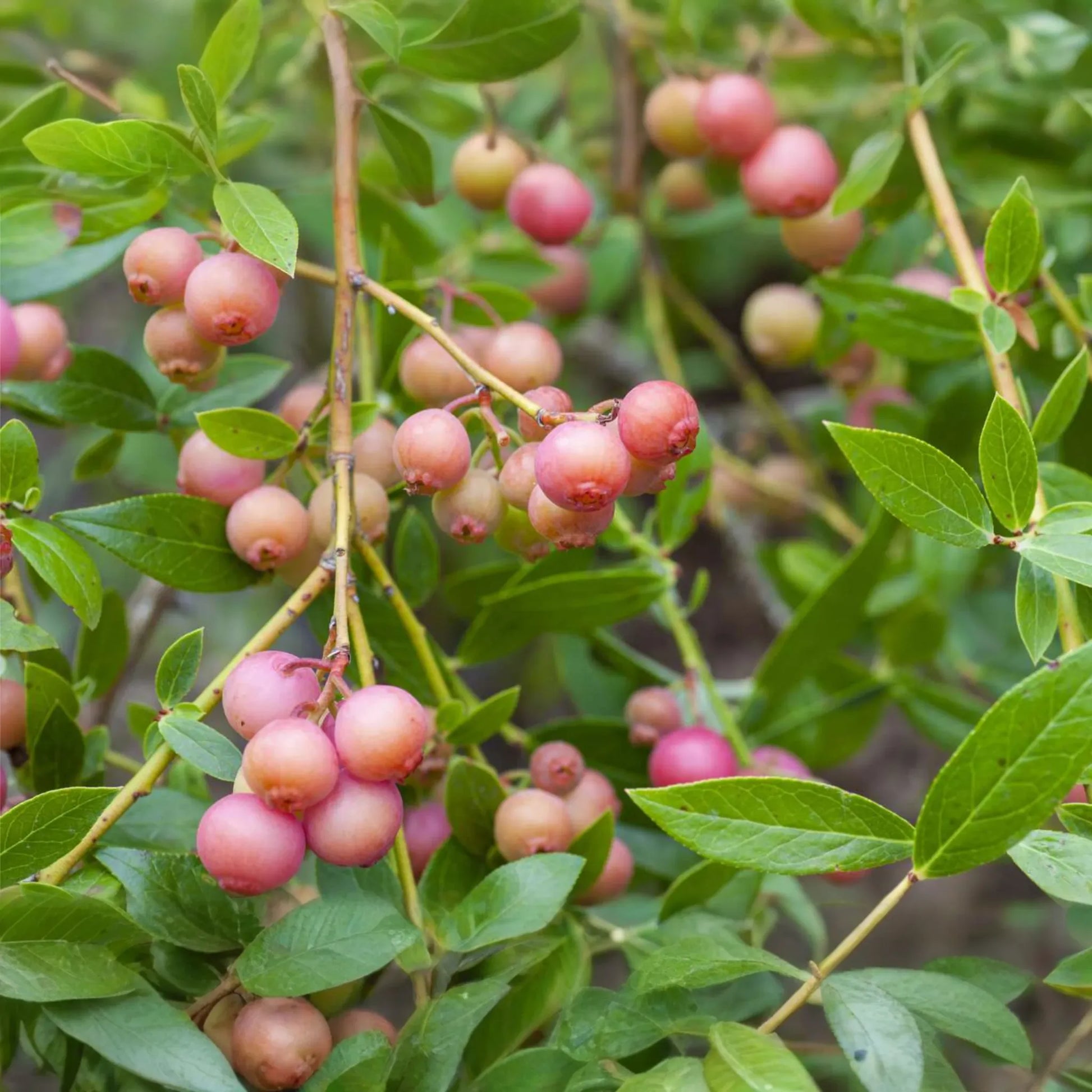 Pink Lemonade Blueberry Bush Seedling | Vibrant Pink Fruit | Easy to Grow | Fruit-Bearing Starter Plant for Gardens & Orchards