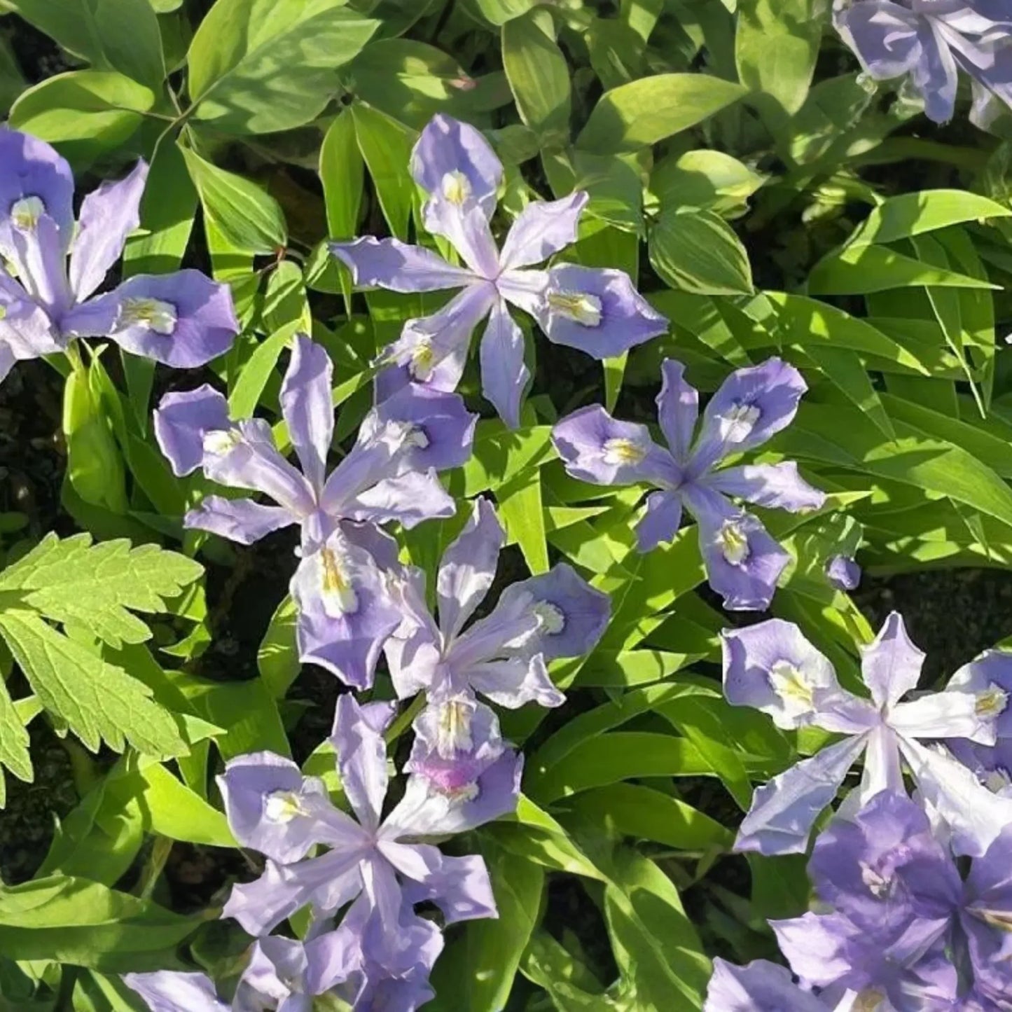 5 Crested Dwarf Iris Bare Root Plants - Organic Wildflower, Shade Perennial, Easy to Grow