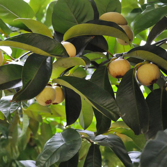 Wild Mangosteen Seedling - Sandoricum Koetjape - Live Tropical Fruit Tree 1’-2’ Tall, Cotton Fruit Starter Plant, Southeast Asian Fruit