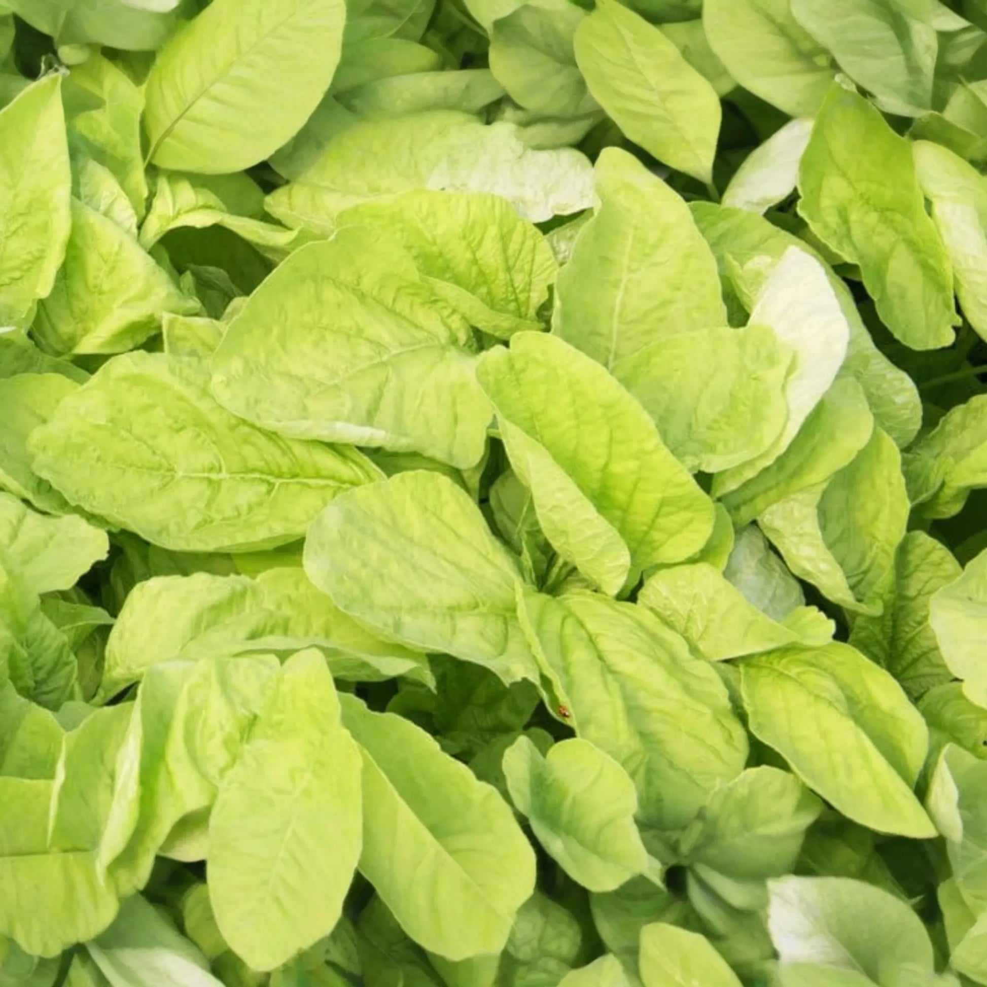 500 Seeds Edible Amaranth White (Light Green) | Nutritious Vegetable Seeds for Planting | Fast Growin Heat & Drought Tolerant Leafy Callaloo