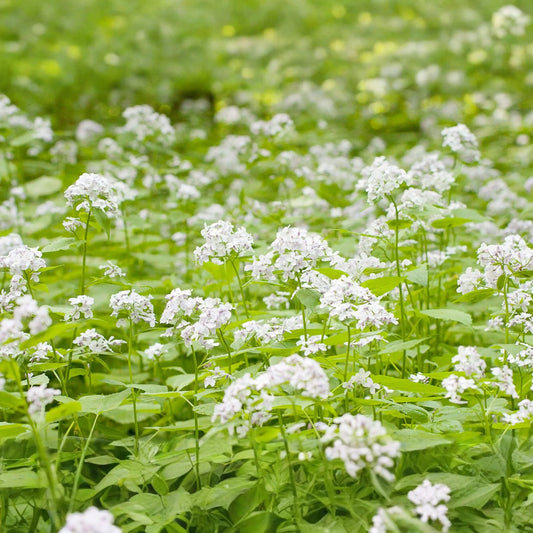 50+ Money Plant Seeds (Lunaria Biennis) - Biennial Garden Flower -
