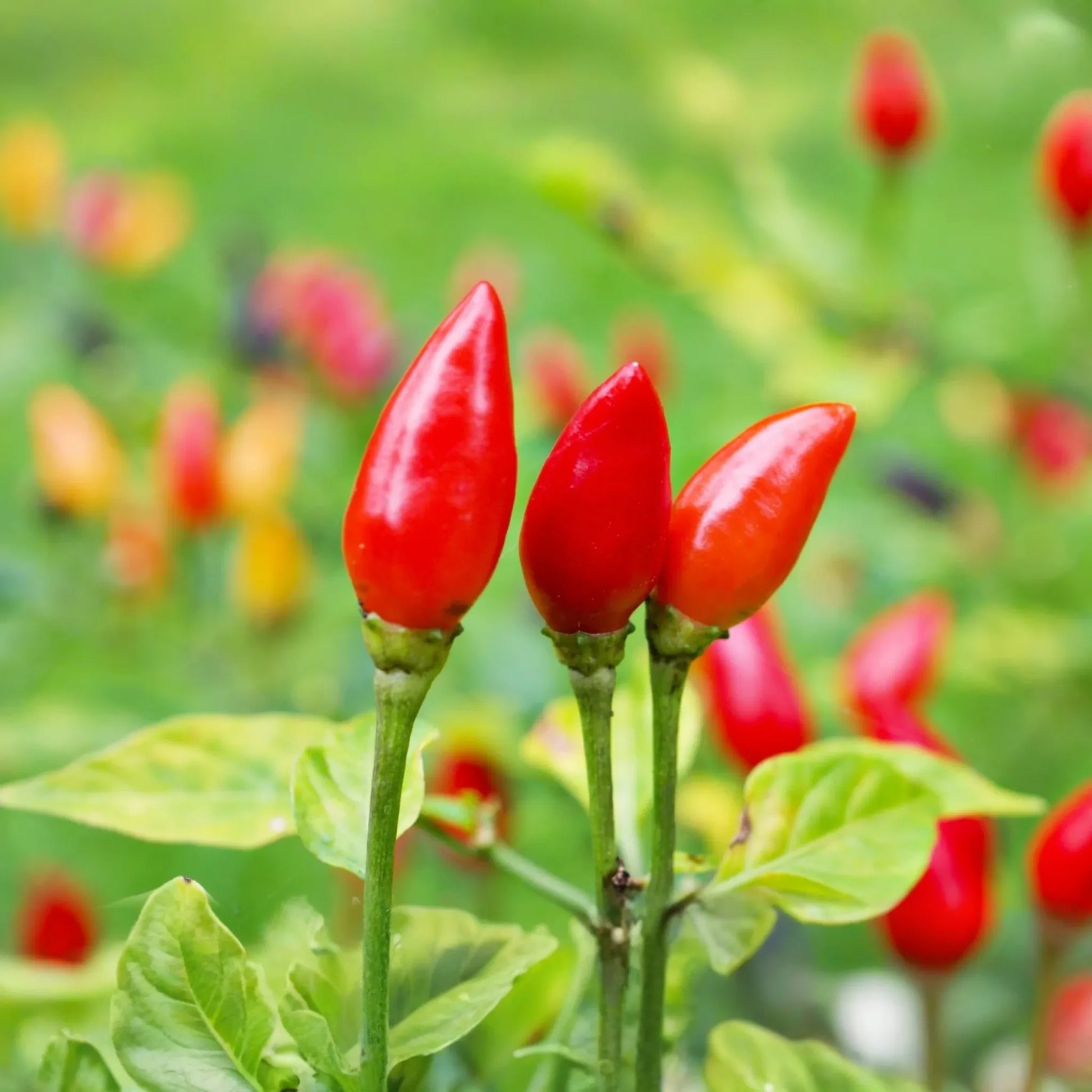 50+ Pequin Chili Pepper Seeds - 24" Hot Piquin Bird Pepper - NON-GMO USA