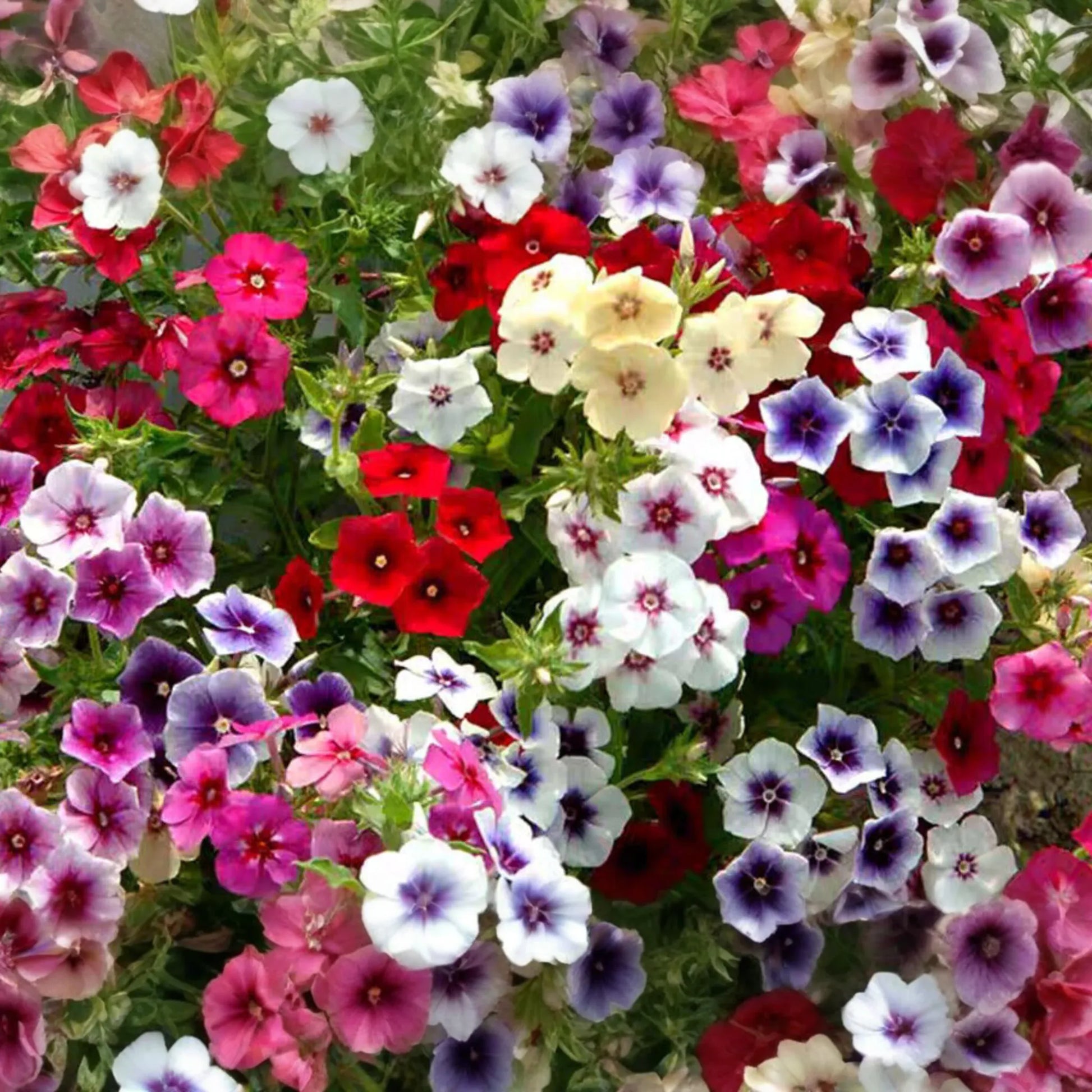 50+ Twinkle Mix Phlox Seeds - 10" Star-Shaped Flowers, Annual USA Seller