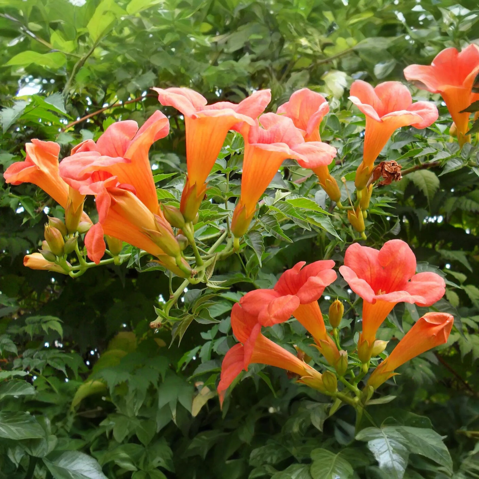 100+ Trumpet Creeper Vine Seeds - 40Ft Perennial Campsis Radicans USA Seller