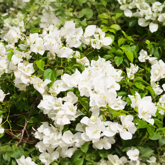 White Bougainvillea Starter Plant - Paper Flower, 5-7 Inches Tall - Tropical Beauty for Gardens, Containers & Landscaping