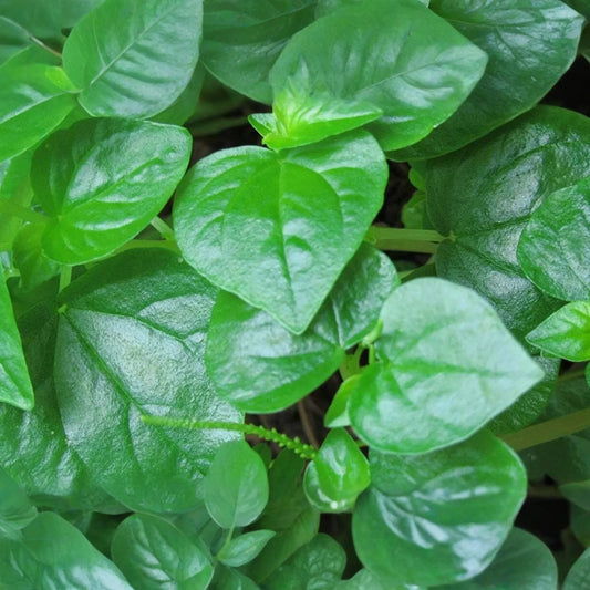 200+ Peperomia Pellucida Seeds - 6" Fresh USA Seller - Rau Cang Cua Krasang Teap