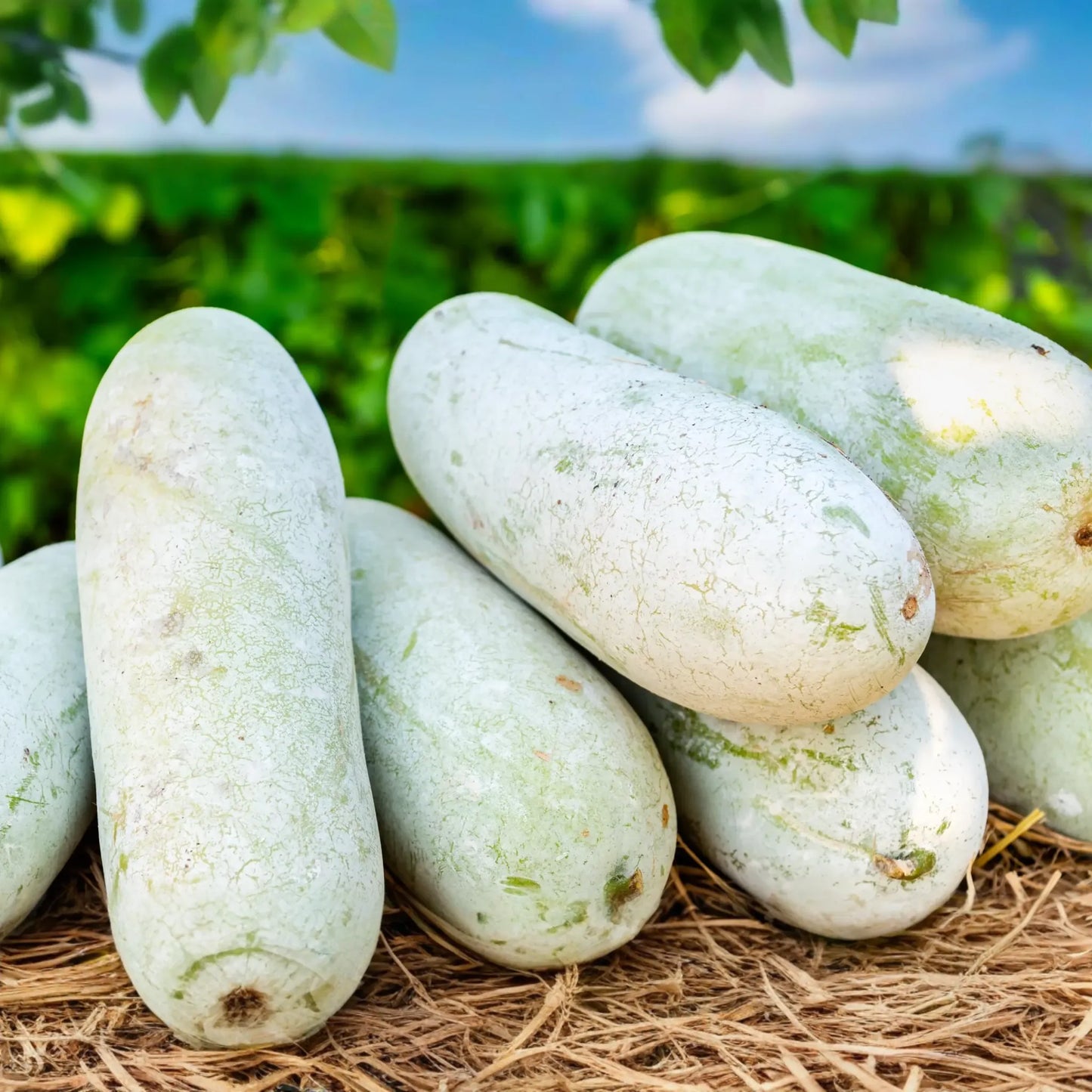 20 Wax Gourd Seeds - Fuzzy Winter Melon, Benincasa hispida, Oblong Shape, Long Storage, Heirloom, , USA Seller!