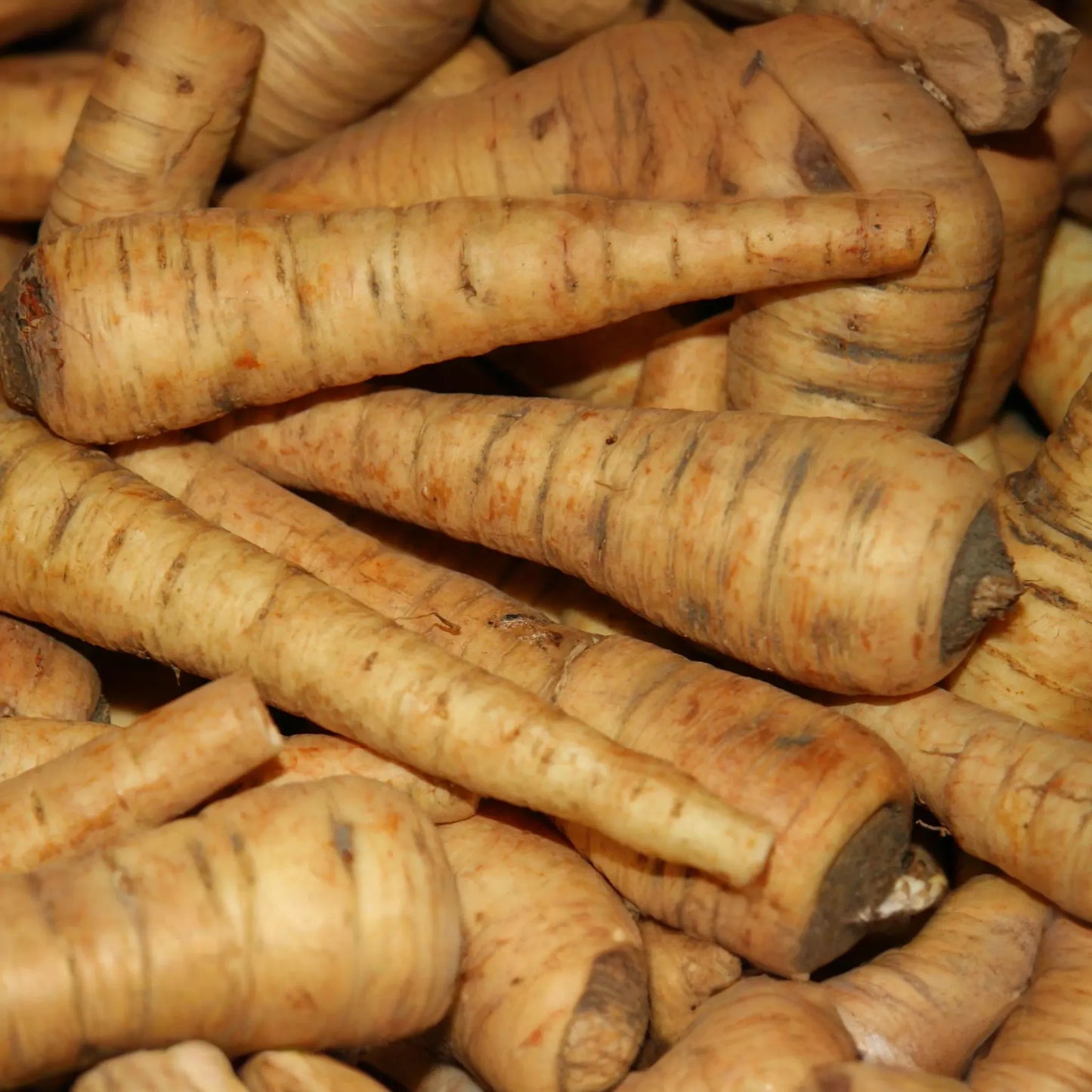 500 All American Parsnip Seeds - Heirloom, Non-GMO, Sweet, Nutty Flavor, 10-12" Roots, Winter Harvest, USA Seller, !