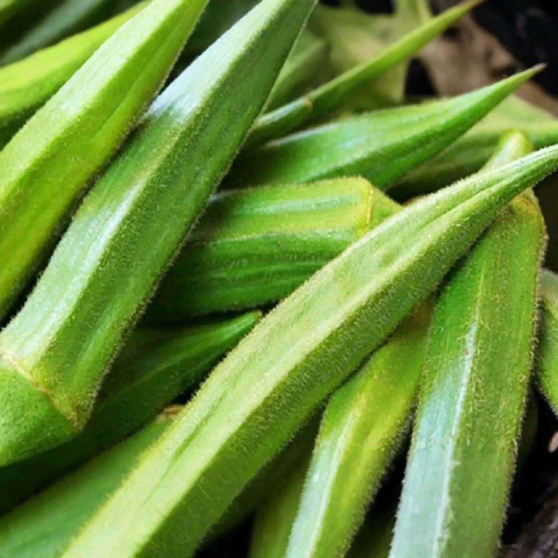100 Emerald Okra Seeds - Heirloom, Non-GMO, Tender Green Pods, Fast-Growing, High-Yield, Drought-Tolerant, USA Seller, !