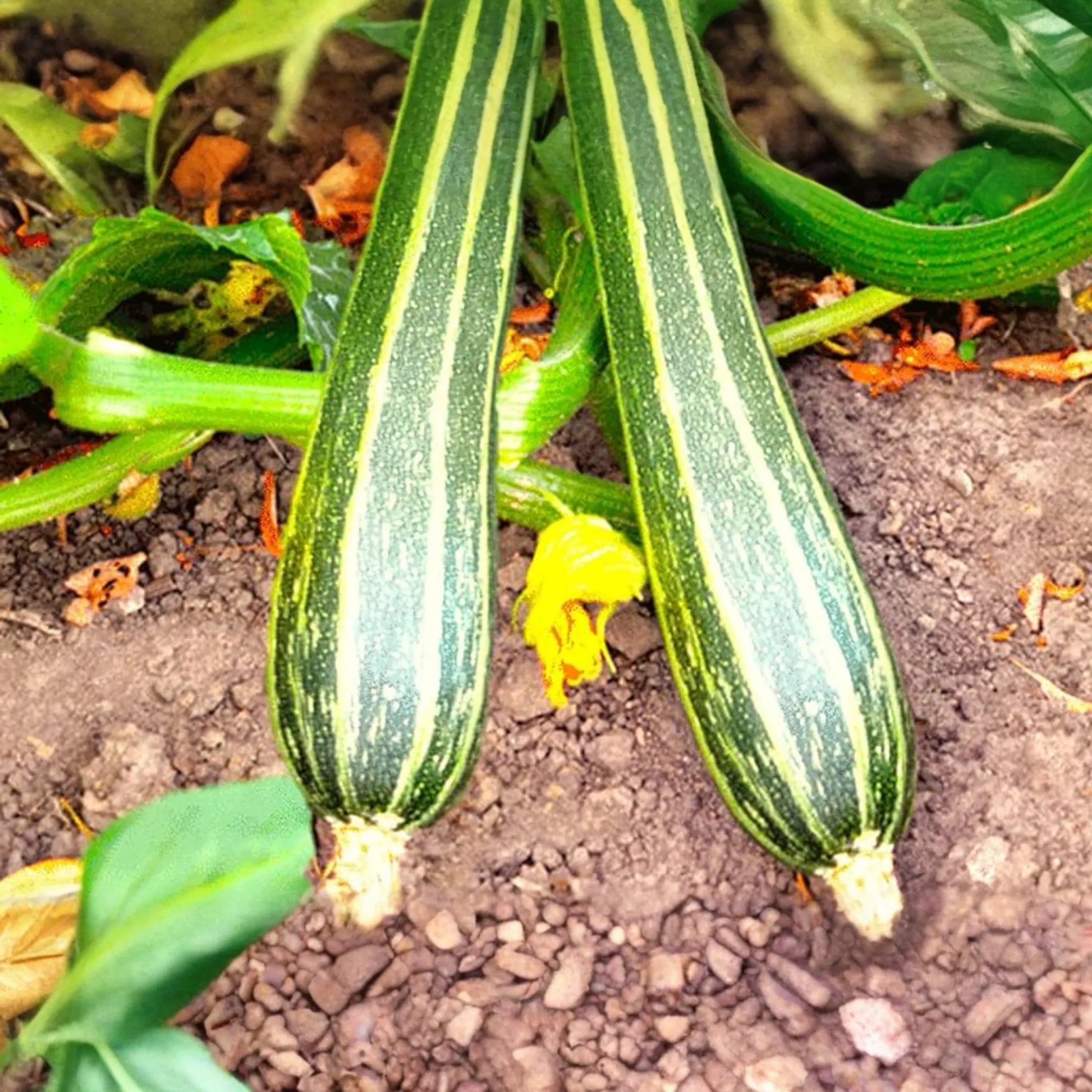 50 Cocozelle Zucchini Seeds - Heirloom Italian Summer Squash, Non-GMO, High-Yield, Tender & Flavorful, Easy to Grow, !