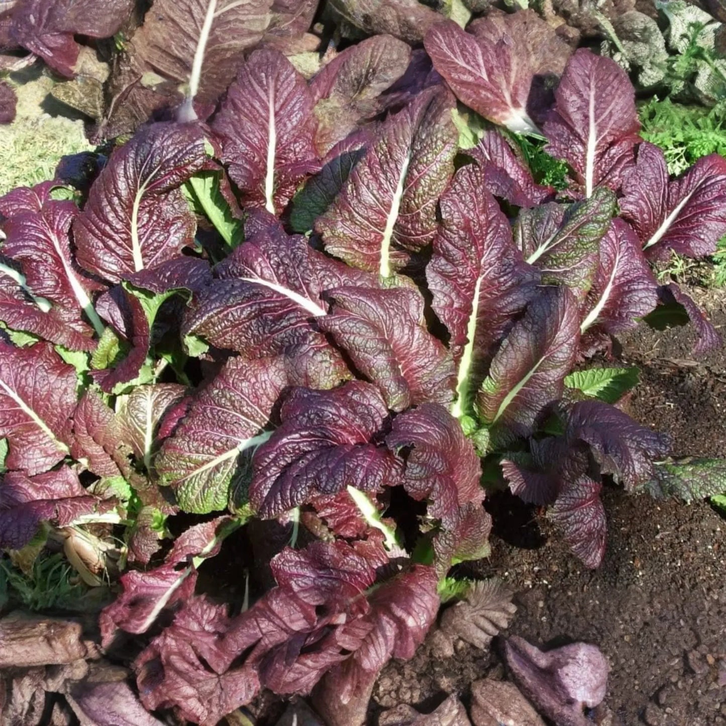 1,500 Red Giant Mustard Seeds - Non-GMO Heirloom, Brassica juncea, Spicy Greens, Microgreens or Full Grown, Easy to Grow, USA Seller!